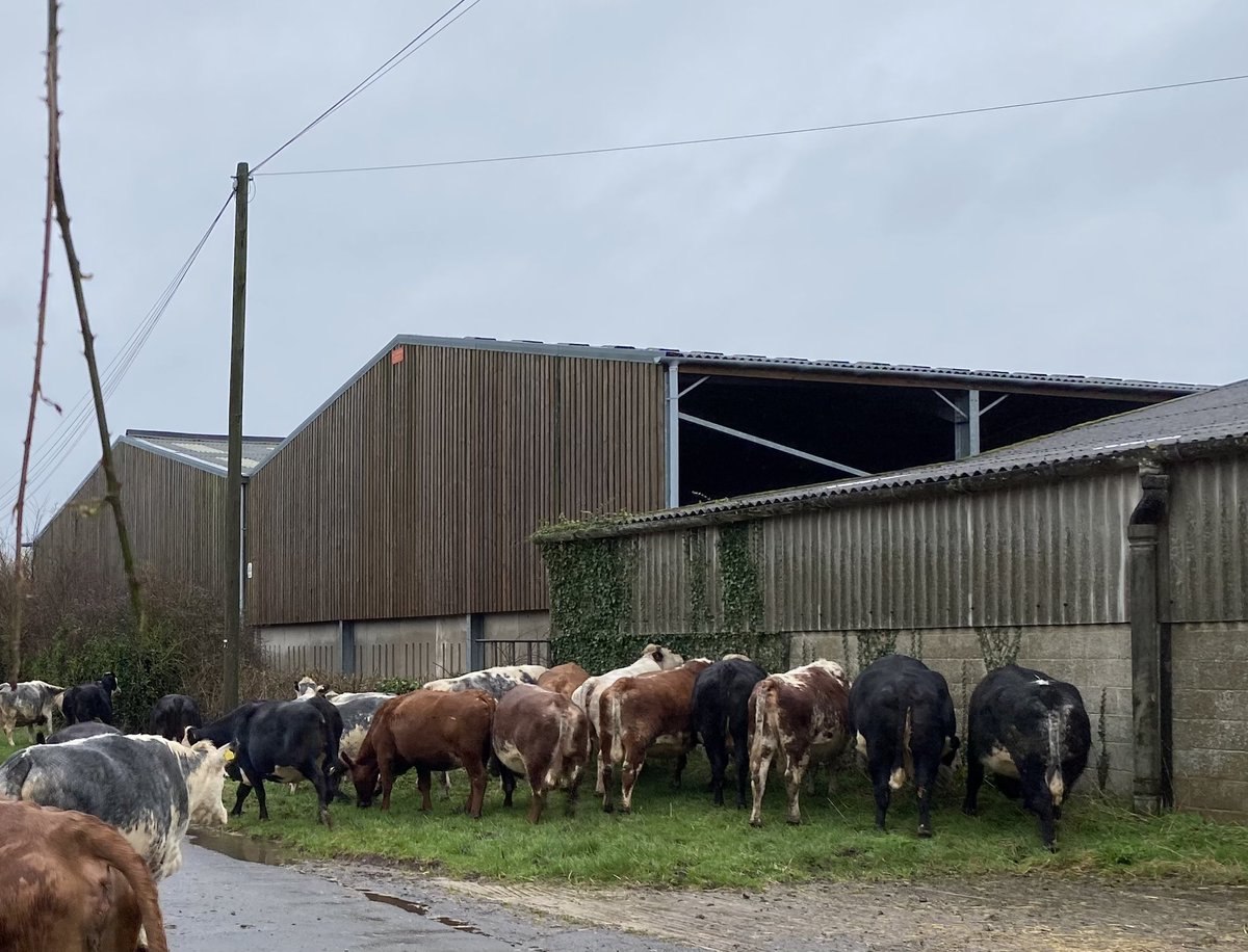 Used a rather wet miserable day to bolus and check over 120 cattle, this lot throughly enjoyed a trot down the road and as normal went for the ivy on the wall and hedge. Not just a nibble but gorging themselves. #cows