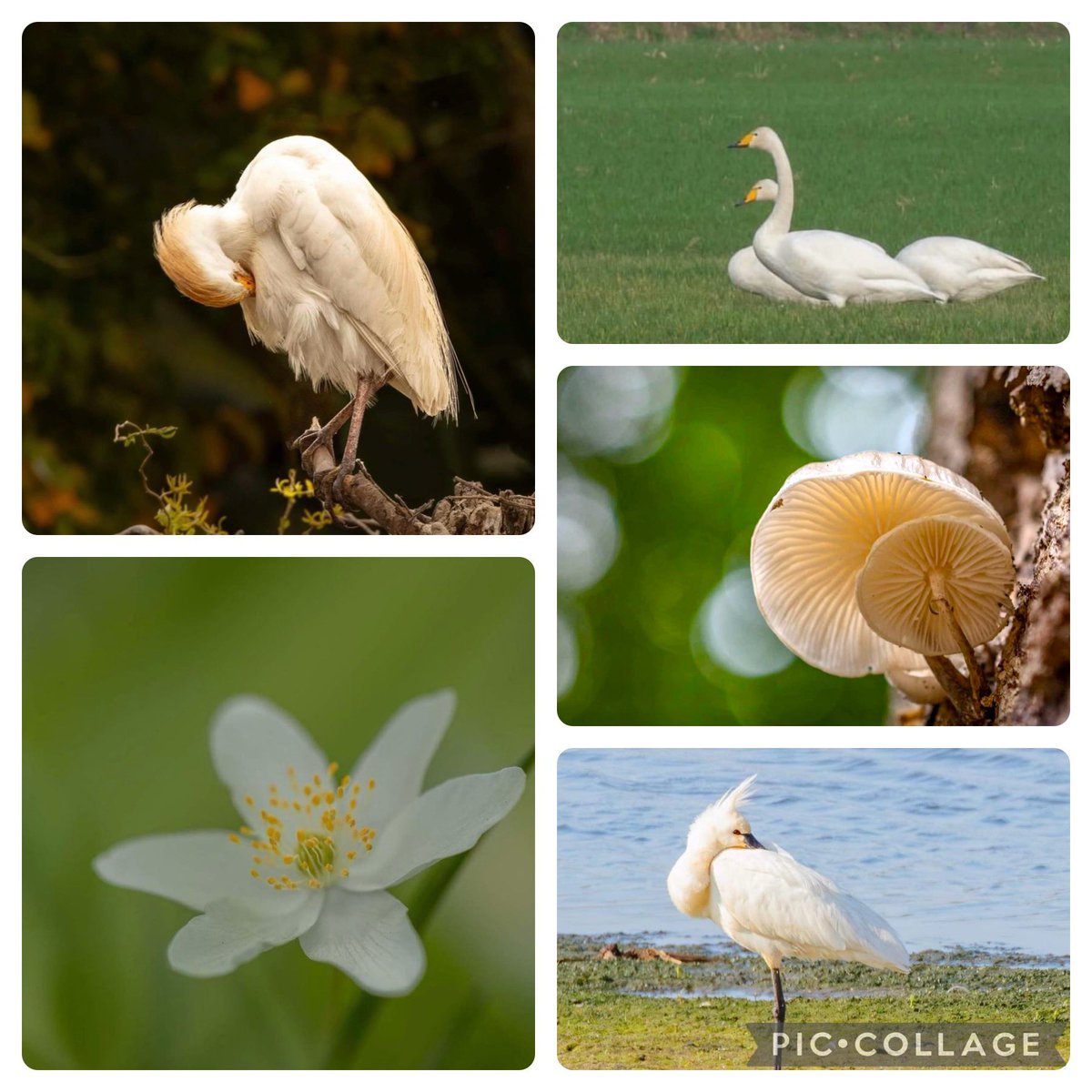 Veendi's tweet photo. #KleurInDeNatuur #ivoor @ChrRoland https://t.co/UdOWUMiL95
