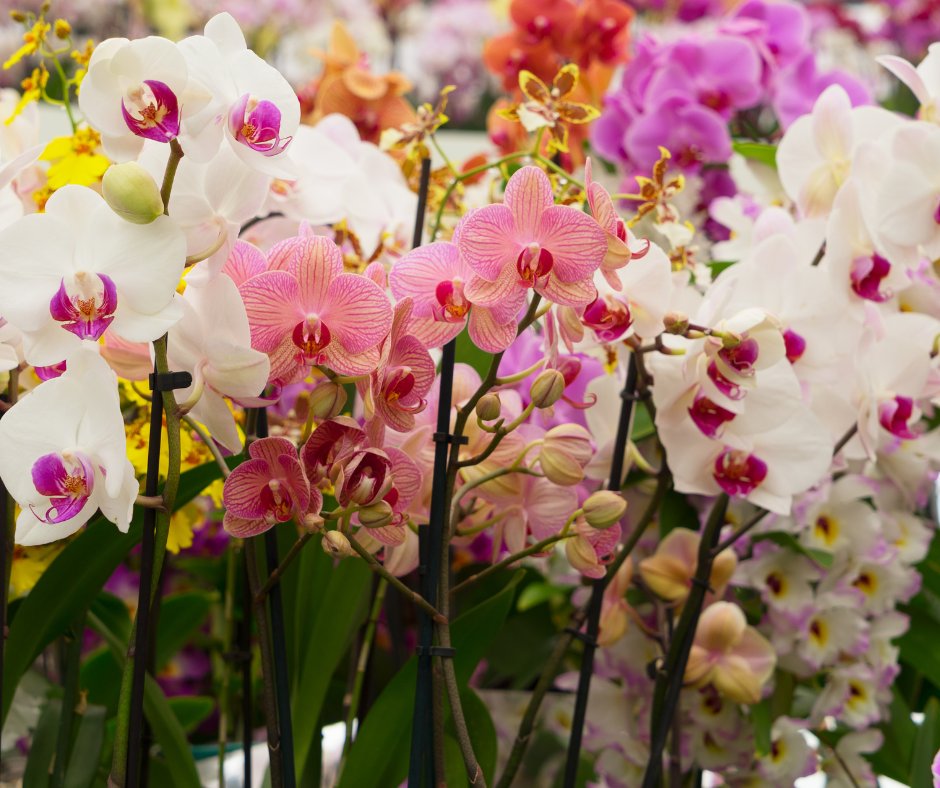 Don't miss the 45th Annual Orchid Show by Mobile Area Orchid Society! Explore rare blooms, paint botanical wonders, and transform your home into a tropical paradise. Feb. 23-25 at Bellingrath Gardens &amp; Home 🌸🌿🖌️ #OrchidShow