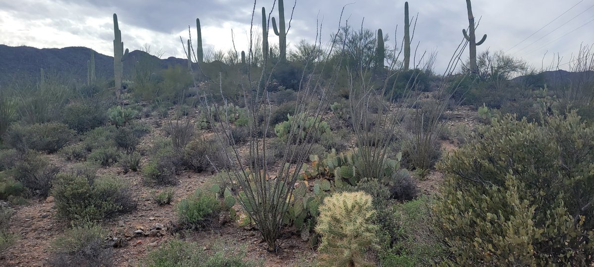 Surrounded by beautiful mountains and numerous cacti in Tucson, Arizona, we enjoyed a stunning view while discussing equity topics @NAESP @NAESP_Zone_9 @NYCESPA @FollowCSA