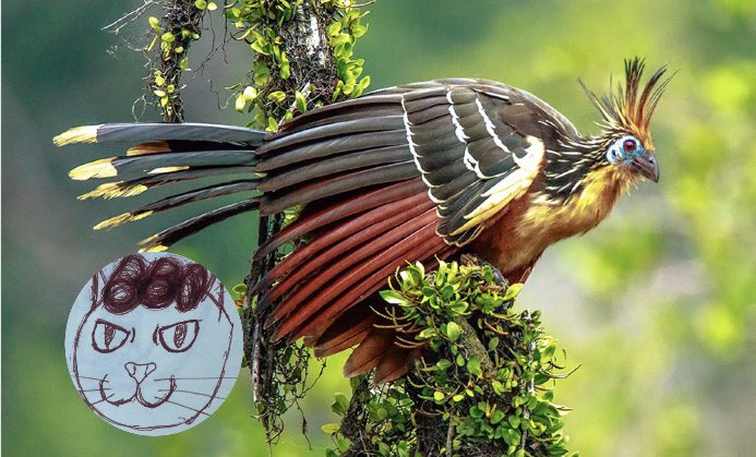 Rokens animal of the week: the hoatzin! This beautiful bird was the inspiration for the mythical beast, the phoenix, who is said to reborn itself from its own ashes and is actually immortal 🔥 -roken