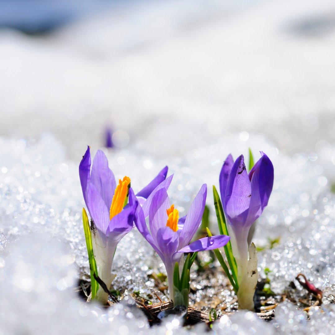 Time to shake off winter's frost! Embrace the season's fresh Hope with a splash of new fragrance. Floral, citrus, or romantic - what will be your Spring Signature scent?
.
.
#hopefragrances #hopenight #hopesport #springscents #springperfumes #spring