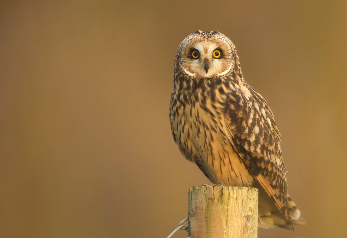 Gerry Capelin tweet media