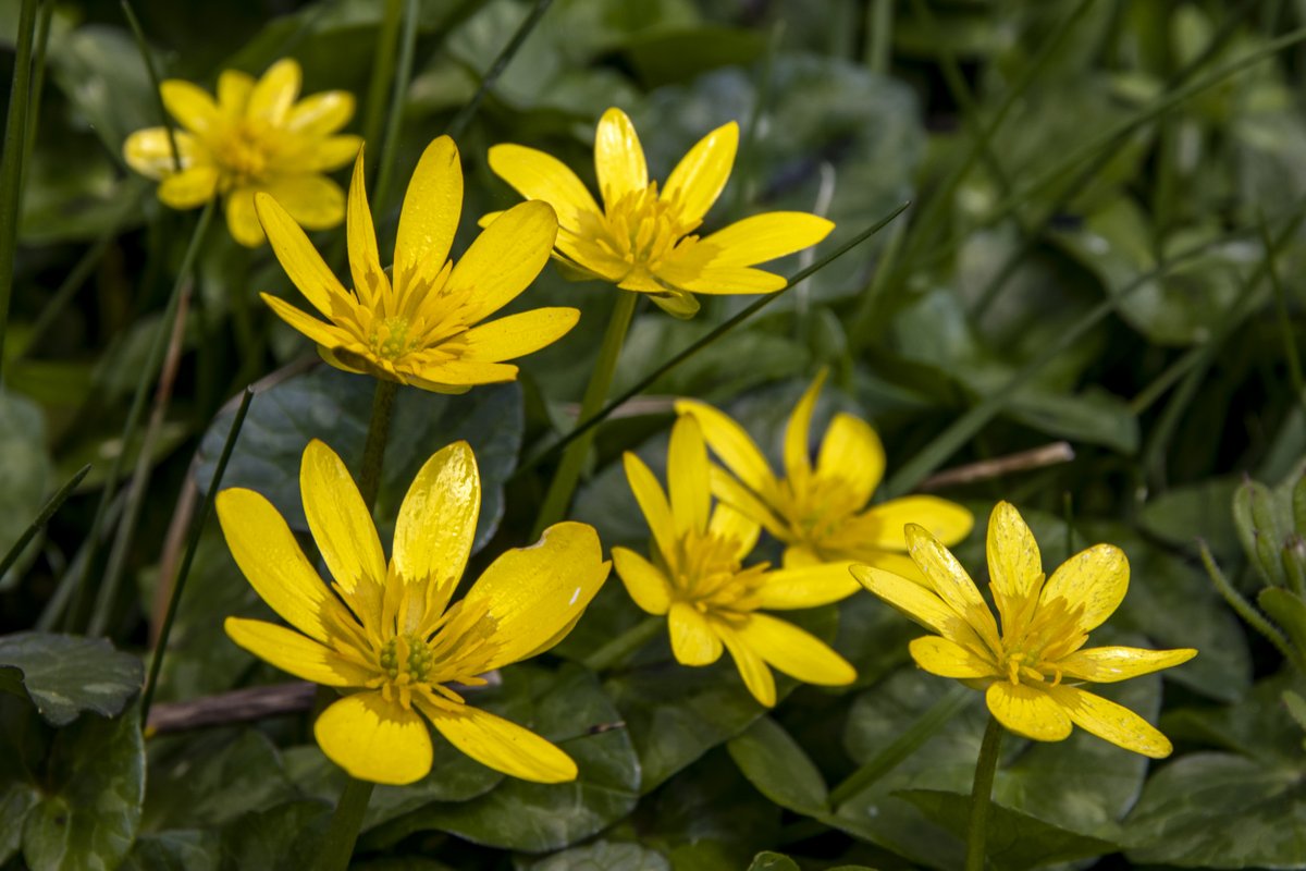 Brightening up your feed with this golden flower. Well, it is Celandine Day.

Part of the buttercup family, you might start spotting these along woodland paths in early spring. 

Photo: Hugh Mothersole