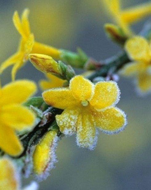 late winter jasmine perfumed memory at hand zephyr's essence floats #haikuchallenge #jasmine #10wordjournal #zephyr #essence #haiku