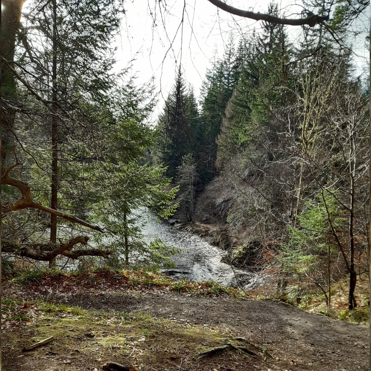 Bill_Cameron's tweet image. #Lunch today at #LogieSteading near #Forres (very tasty &amp;amp; comforting #SausagesAndMash &amp;amp; a wedge of #Cheesecake + #DecaffLatte) before heading down a not too muddy path to see #RandolphsLeap, a very enjoyable outing &amp;amp; my first here in 2024, mild 11degC weather too😀😋☺😎👌
