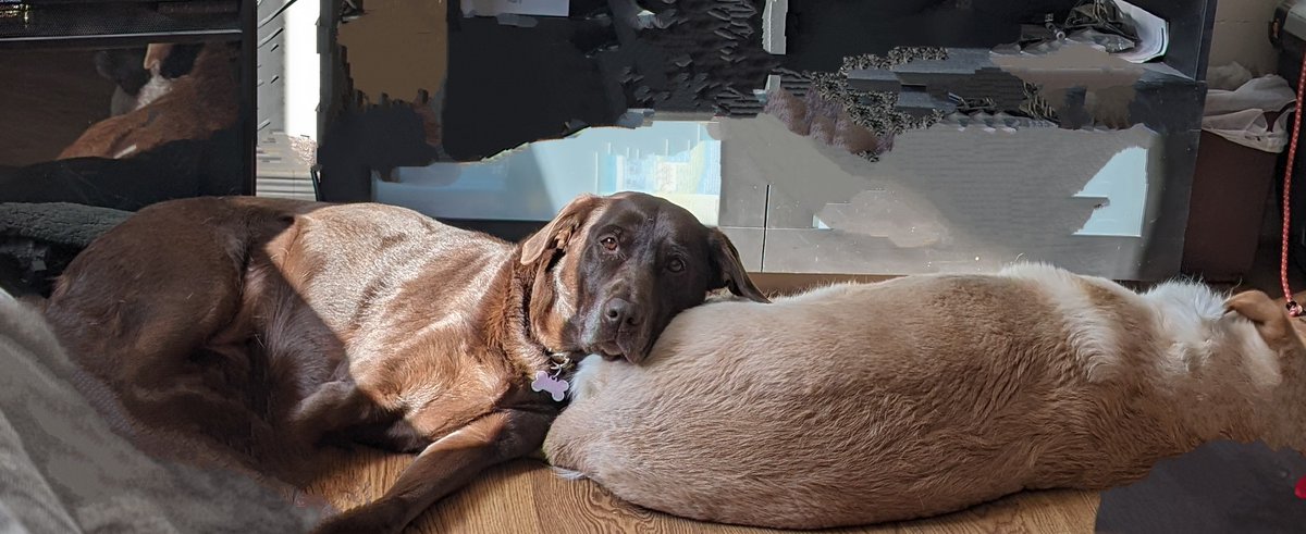 CentenoKennels's tweet photo. Yes, if you bring you dog for boarding Whiskey will use it as a pillow as well 😁. Book today: https://t.co/a3hav2WyEN https://t.co/oGyBHmUrpU