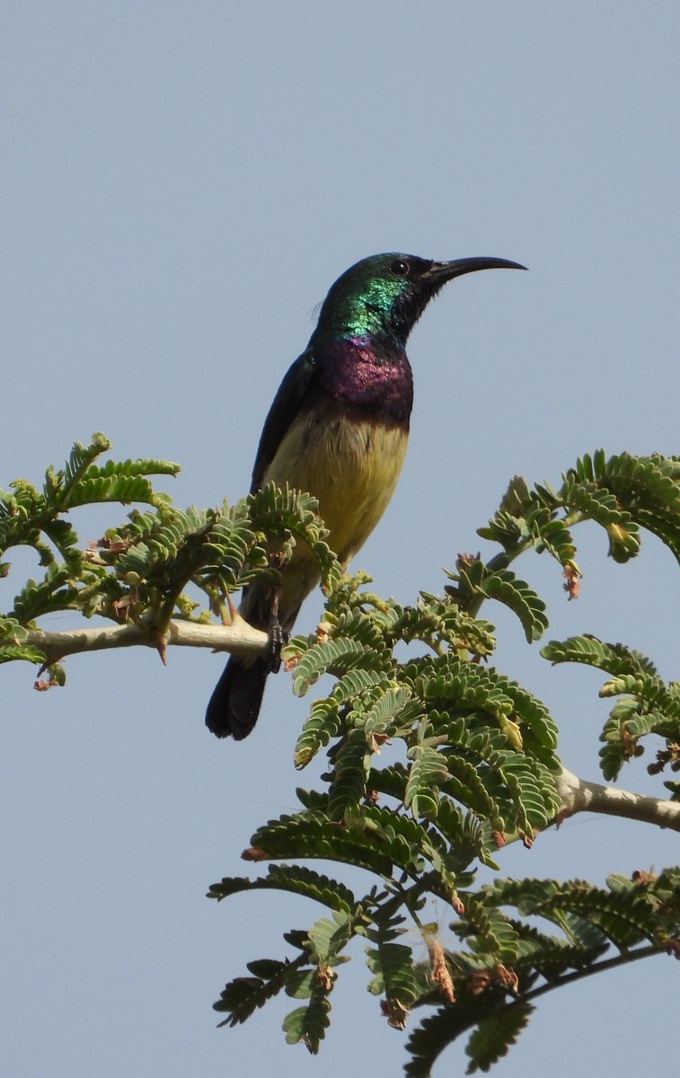 Beautiful and Variable Sunbirds seen earlier this month in Kotu, The Gambia.