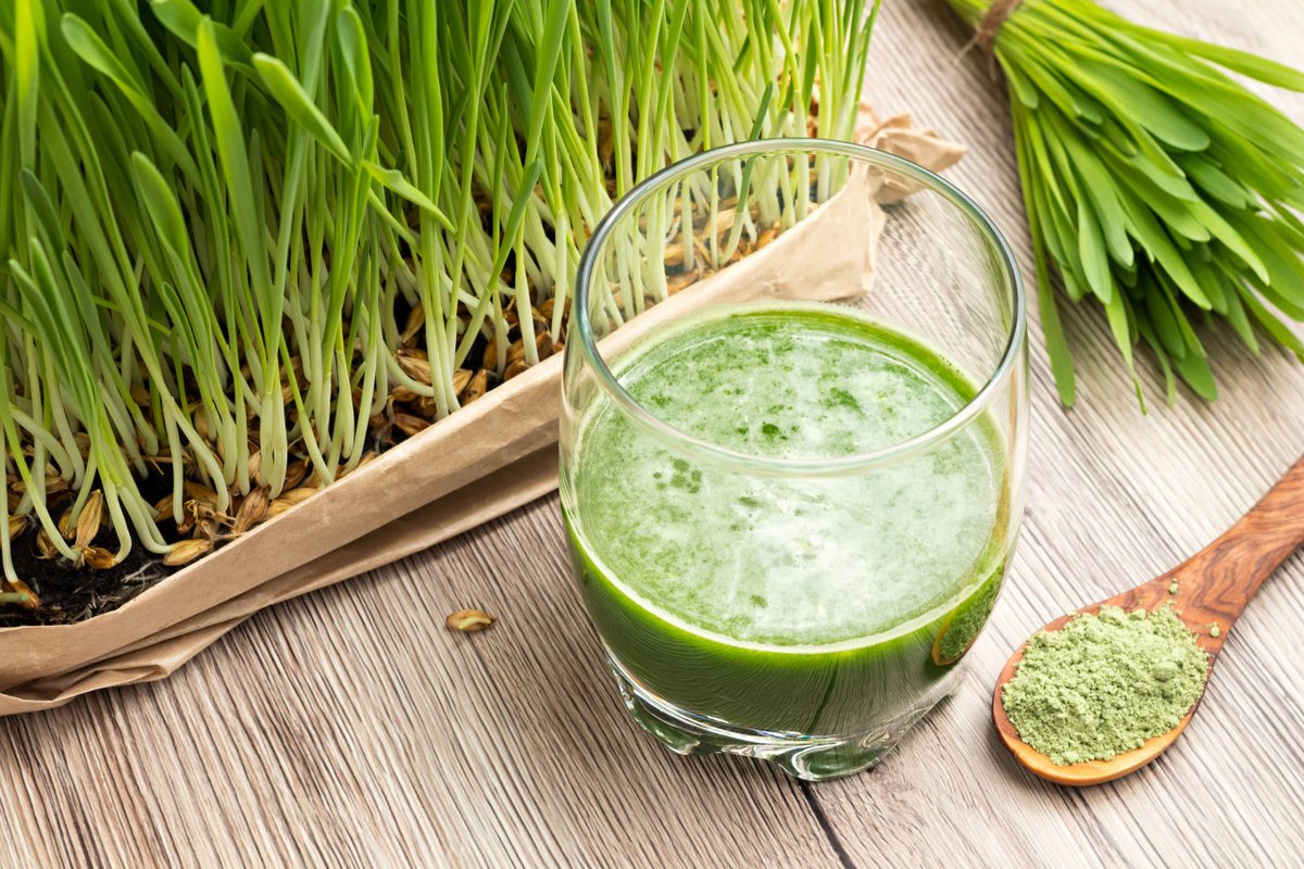 Did you know barley grass is also health beneficial for human consumption? Learn more about why you should drink barley grass juice in our latest article.

thinkbarley.com/2024/02/21/bar…