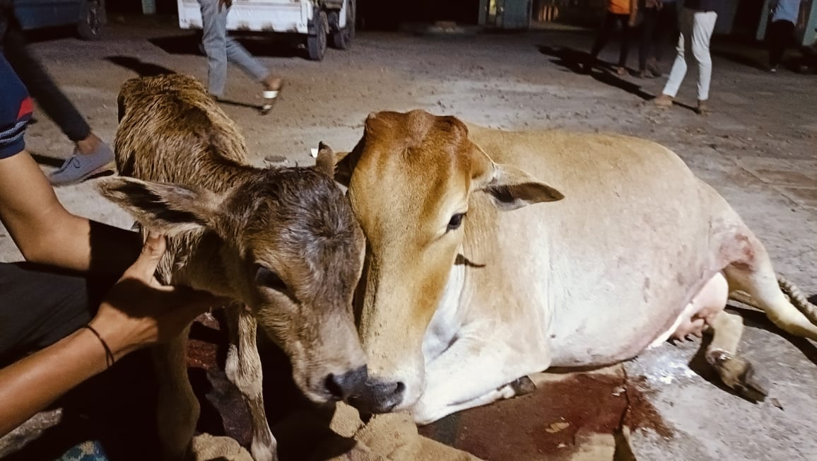 Happy doctors after successful C-section delivering a live male calf from a stray cow with incomplete cervical dilation; odd hours, stray animal, no OT setup, anaesthesia to gloves to sutures:- doctors' own arrangement. <a href="/CMO_Odisha/">CMO Odisha</a> <a href="/rajaaswain/">Ranendra Pratap Swain</a> <a href="/dahvsodisha/">Directorate of AH&VS Odisha</a> @farddept <a href="/OvsaBalangir/">OVSA BALANGIR</a>