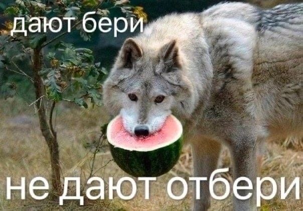 aku_blacksoul's tweet photo. Пост - знакомство!

Всем привет, меня звать Рене/Дамиан. Занимаюсь изучением социологии и учусь рисовать. 

Люблю кроссоверы и редкие пейринги, хаотик, пицца с ананасами, мультофан.
Фандомы:
✨️Доктор Кто
✨️Аркейн
✨️Сверхестественное 
✨️911
✨️Spiderverse https://t.co/31ATFJH2Ao