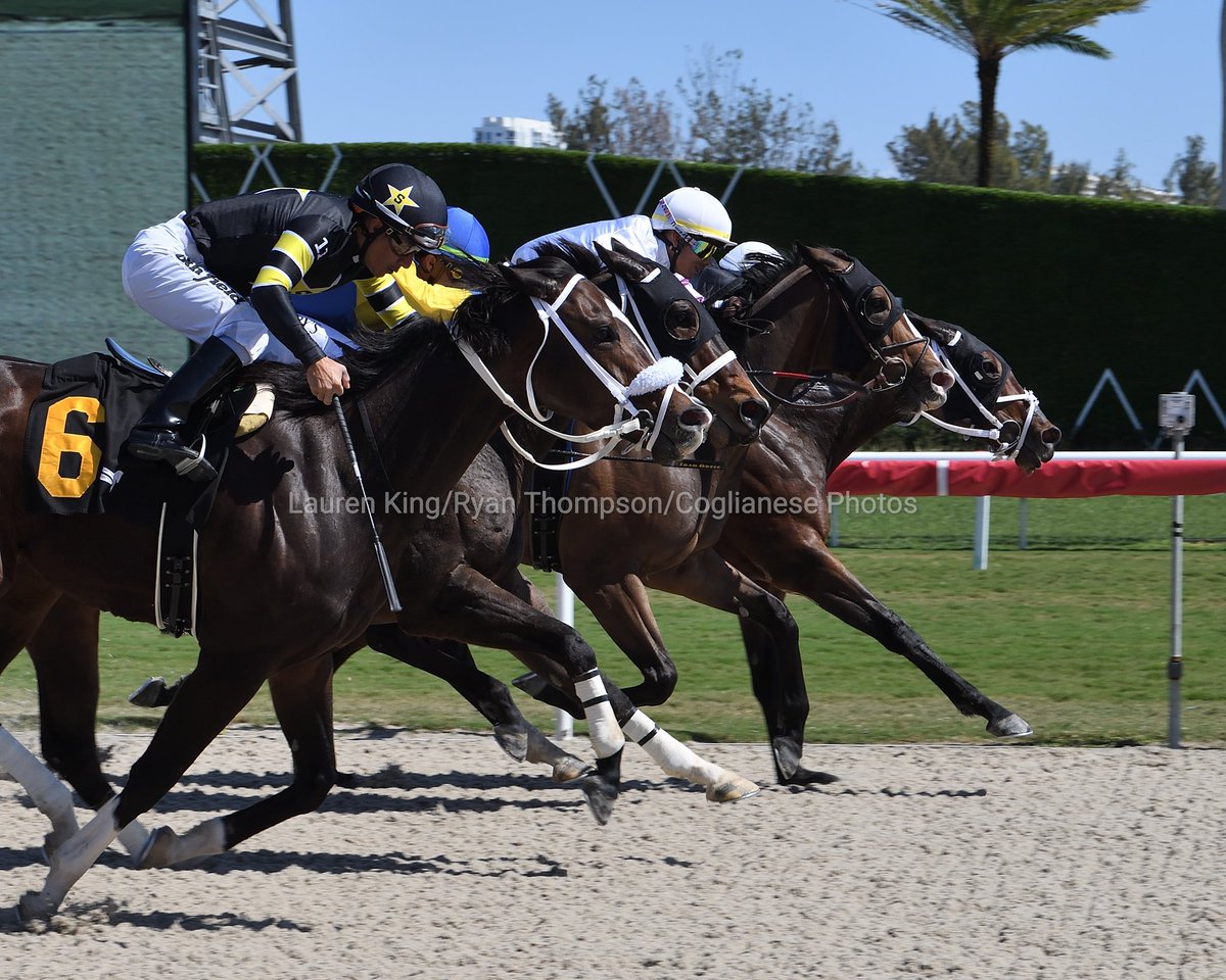 VideoHipico (@videohipico) on Twitter photo #FloridaBred Bella Future prevails in the second race, <a href="/zayas_edgardo/">Edgardo Zayas</a> at the reins for trainer <a href="/LLCazares/">Laura Cazares</a> and owner Vicino Racing Stables. #GulfstreamPark #ChampionshipMeet
Bella Future prevalece en la segunda carrera, Edgard Zayas en las riendas para la entrenadora Laura #FloridaBred Bella Future prevails in the second race, <a href="/zayas_edgardo/">Edgardo Zayas</a> at the reins for trainer <a href="/LLCazares/">Laura Cazares</a> and owner Vicino Racing Stables. #GulfstreamPark #ChampionshipMeet
Bella Future prevalece en la segunda carrera, Edgard Zayas en las riendas para la entrenadora Laura