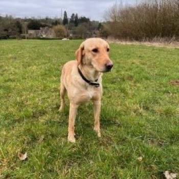 #LOST #DOG BONNIE 
Adult #Female #LabradorRetriever Sandy/blonde
#Missing from outside Wigwam Self Storage #ChippingNorton #OX7 South West
Was last seen on the other side of the A361 to Wigwam  
Tuesday 20th February 2024 
#DogLostUK #Lostdog #ScanMe 

doglost.co.uk/dog/190607