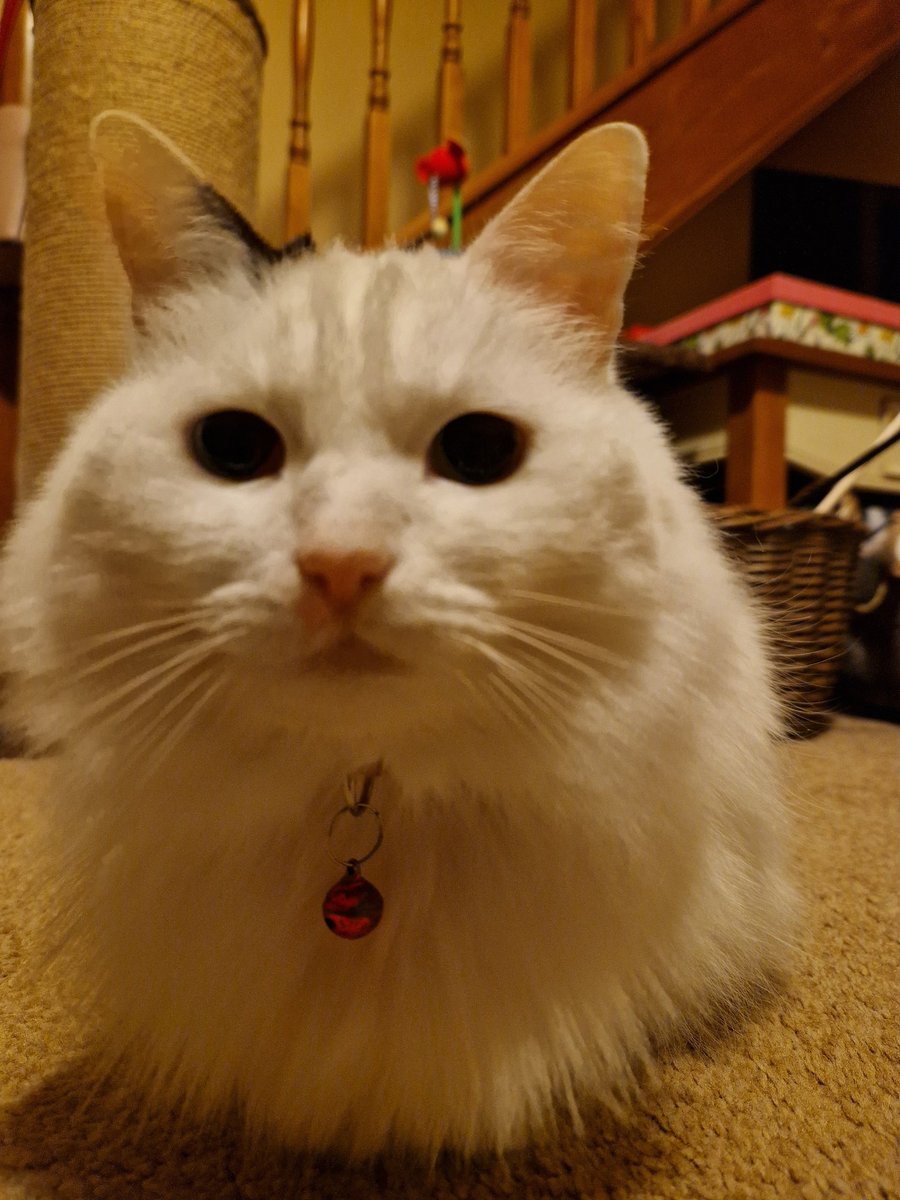 SusanCalman's tweet photo. Susan's #CatOfTheDay is Lily.

Thank you @djfardon for sharing this pic! https://t.co/Gpu0tfX4d8