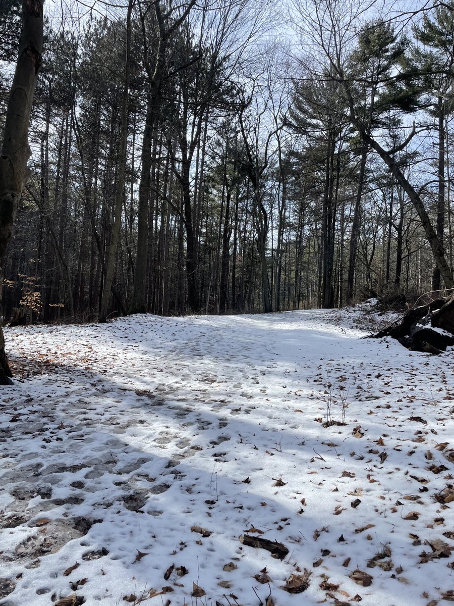 White birches, blue sky…white snow, brown forest. #nature #outdoors #hiking #forest #woods #birchtrees #whitebirch #snow #winter #wildlife #solitude #tranquility #kohlerandrae ⁦@LindseySlaterTV⁩ ⁦@Mark_Baden⁩ ⁦@treesgroup⁩