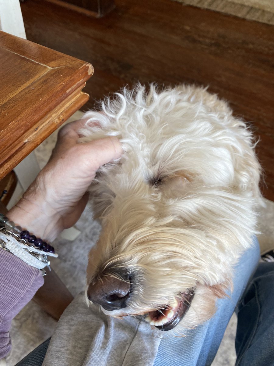1abbeynormal's tweet image. Head scratches are life….
#happydoggo 
#scratchesrock