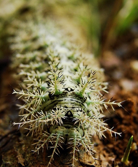 BurnaughJustice's tweet photo. Meet the assassin caterpillar--an adorable and deadly little fella that secretes a deadly venom that causes uncontrollable internal bleeding when left untreated! What's not to love?
#brazil #insects #bugs #garden #scary https://t.co/RqM95aaJkb