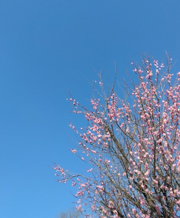 m6bCHkTCoGyWX6's tweet image. 猫の日！
今朝も雨なので
過去の写真を探してみたけど
2月後半はだいたい晴れの日ばかり
今年は色々狂ってるなぁ
写真は2年前の今日の空
 #カコソラ
 #2022年2月22日