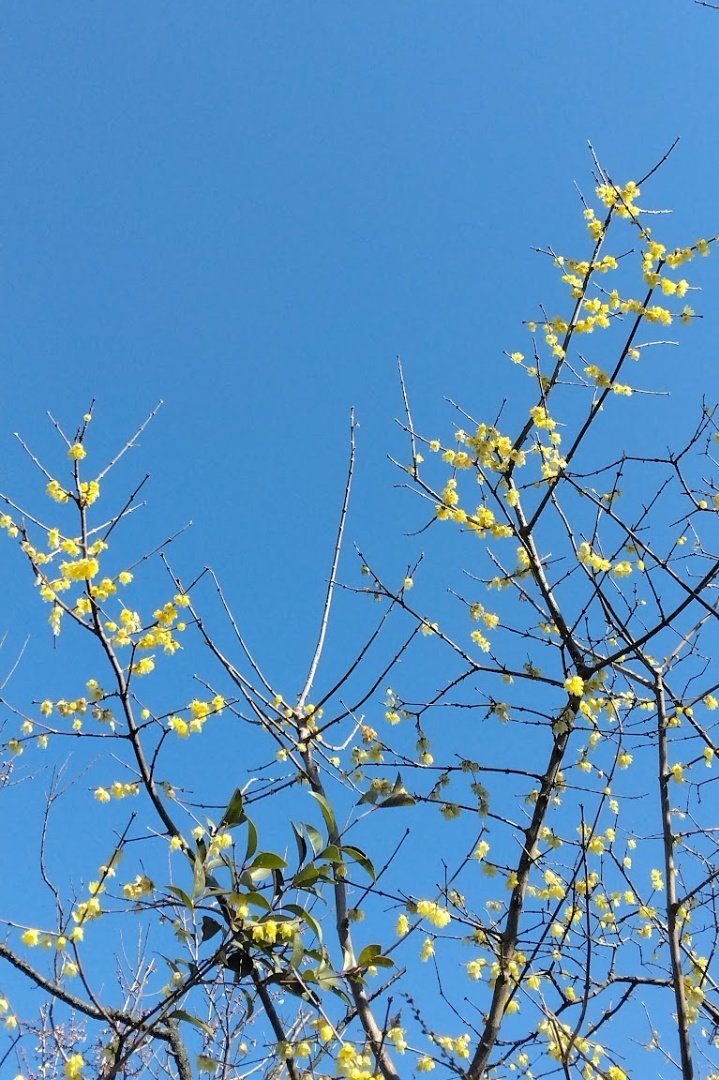 m6bCHkTCoGyWX6's tweet image. 猫の日！
今朝も雨なので
過去の写真を探してみたけど
2月後半はだいたい晴れの日ばかり
今年は色々狂ってるなぁ
写真は2年前の今日の空
 #カコソラ
 #2022年2月22日