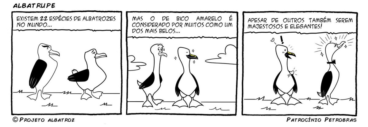 Aqui não tem discussão: a gente sabe que todos os albatrozes são lindos e cada espécie tem o seu ~charme 🤩 Qual a sua espécie de albatroz favorita? #ProjetoAlbatroz @Petrobras