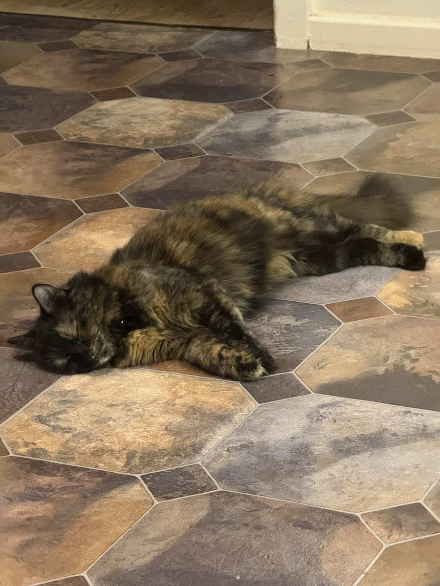 KuddlyKuma's tweet photo. Wish I could be as relaxed as my baby girl, emotions are dumb https://t.co/nqy1x2mLJO