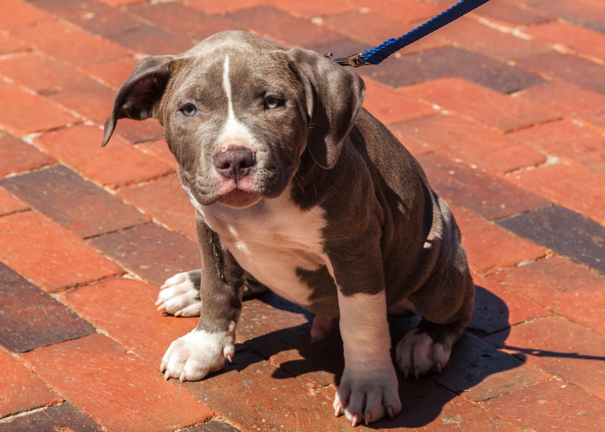 minpin78's tweet image. #Puppy #Overdosed on #Fentanyl! Luckily Survived but Please Sign for prosecution of the Owners:  forcechange.com/623263/thoroug…