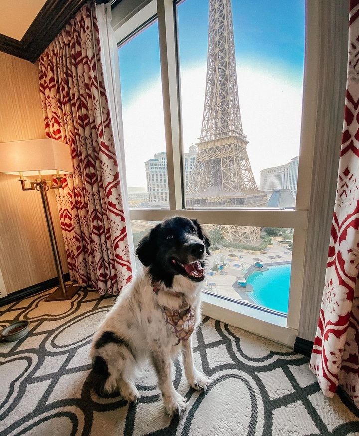 Enjoy a pawsome time with your pets. 🐾 Did you know that all of our Las Vegas properties offer our Pet Stay program? Learn more here bit.ly/3yVn9so. 📍 @ParisVegas 📸 IG/marvelousmabelmoments | #LoveYourPetDay