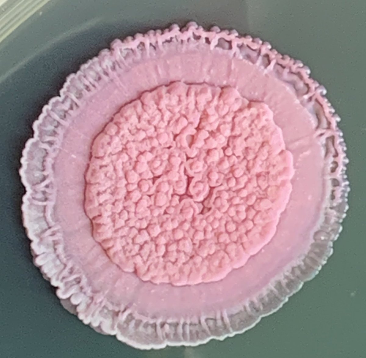 Rachel Helston 🍄 tweet media