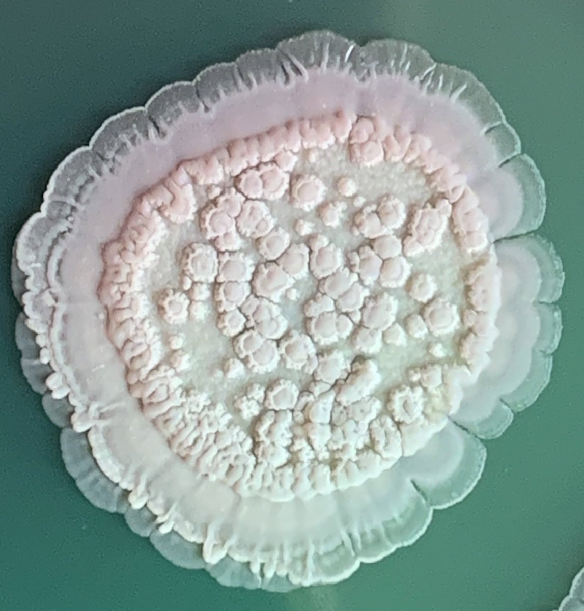 Rachel Helston 🍄 tweet media