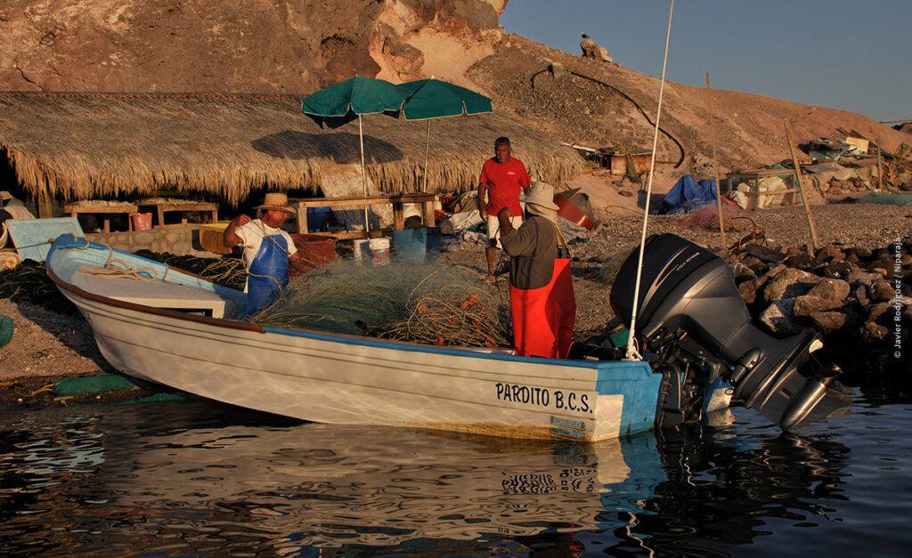 Trabajamos incansablemente junto a las comunidades pesqueras para alcanzar la sostenibilidad en el noroeste de México. Sabemos que el camino no es fácil, pero con una estrategia innovadora y acciones decididas, avanzamos firmemente hacia nuestro objetivo. pronatura-noroeste.org/avances-sosten…