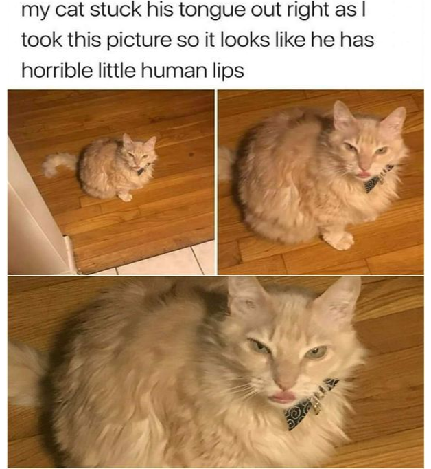 Memes to Show Your Cat (@showyourcat) on Twitter photo 