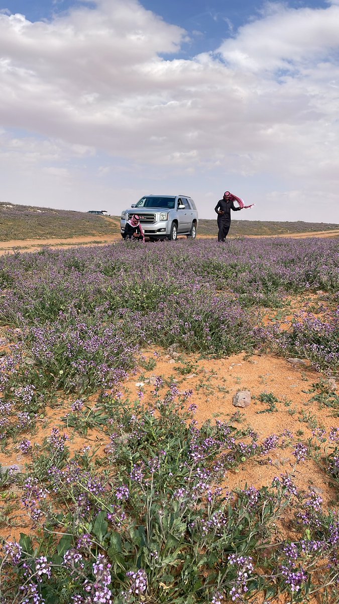 #يوم_التاسيس_السعودي
الخزامة