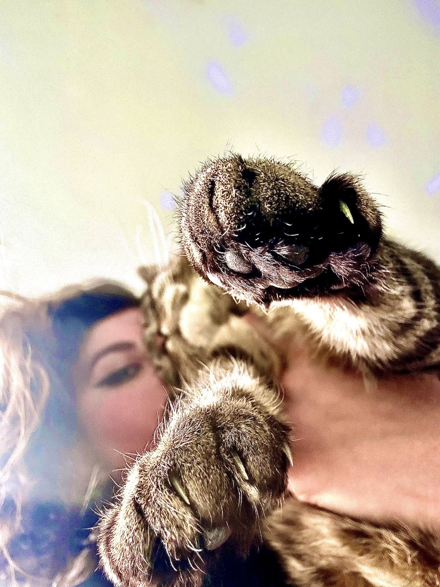 JaneTheIntern's tweet photo. She’s got the murder mittens #kittyclaws #kittypaws https://t.co/FEC1W2XaHL