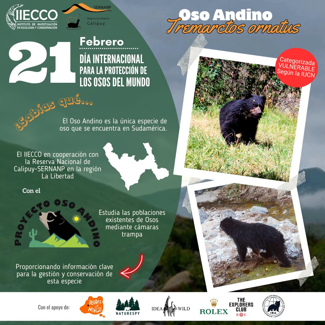 iiecco's tweet photo. #CalendarioAmbiental | Día Internacional para la Protección de los Osos 

#Osoandino #andeanbear #Conservación #SemanaDelOsoAndino https://t.co/SEDpX9YbGh