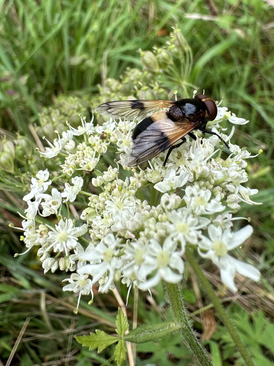 MiekePet's tweet photo. Deze witte reus heeft een buikje van #ivoor
#KleurInDeNatuur @ChrRoland https://t.co/WSkNDO18Pl