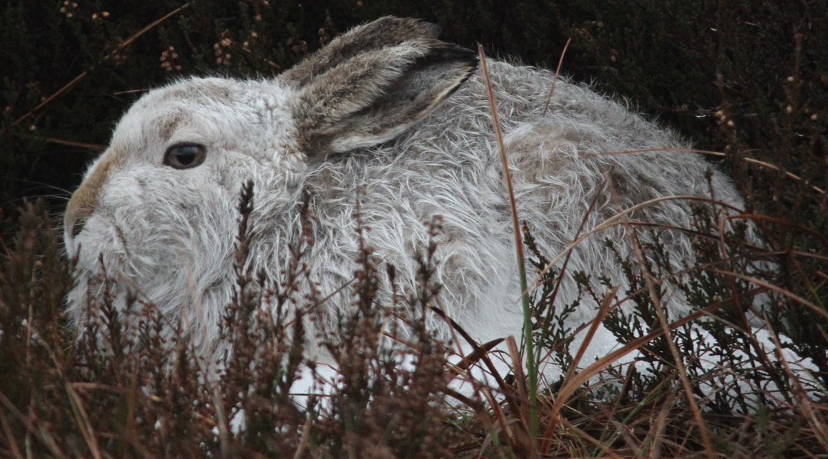 Clinging on to tiny snow patch for dear life.... @HPT_Official @PTES @PeakDistrictNT