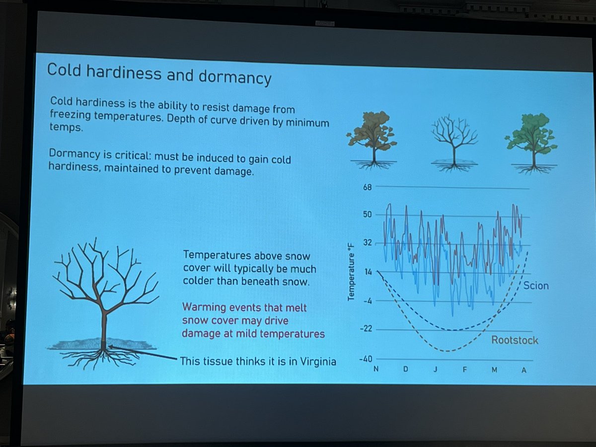 Cold hardiness and dormancy in a nutshell Jason Londo Cornell AgriTech
