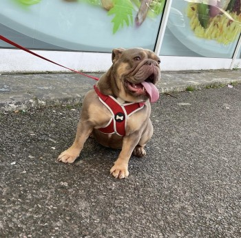 millypod1's tweet photo. 🆘14 FEB 2024 #Lost DOLLY #STOLEN ?#ScanMe
Lilac And Tan Bulldog Female
Meadvale nr Hills Farm Lane #Horsham #WestSussex #Sussex #RH12
https://t.co/4CEUAl09Br https://t.co/toxyOqL5gS