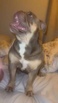 millypod1's tweet photo. 🆘14 FEB 2024 #Lost DOLLY #STOLEN ?#ScanMe
Lilac And Tan Bulldog Female
Meadvale nr Hills Farm Lane #Horsham #WestSussex #Sussex #RH12
https://t.co/4CEUAl09Br https://t.co/toxyOqL5gS