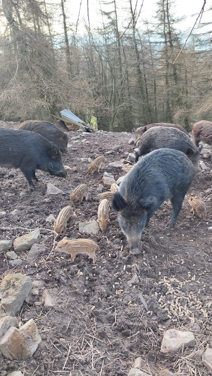 Our wild boars are loving life & looking forward to seeing our visitors from 2 March when we open. Join us & see these hairy ones being fed, as well as enjoy all that the castle & gardens offer! See you very soon. #wildboars #castle #gardens #opening #cutebabies