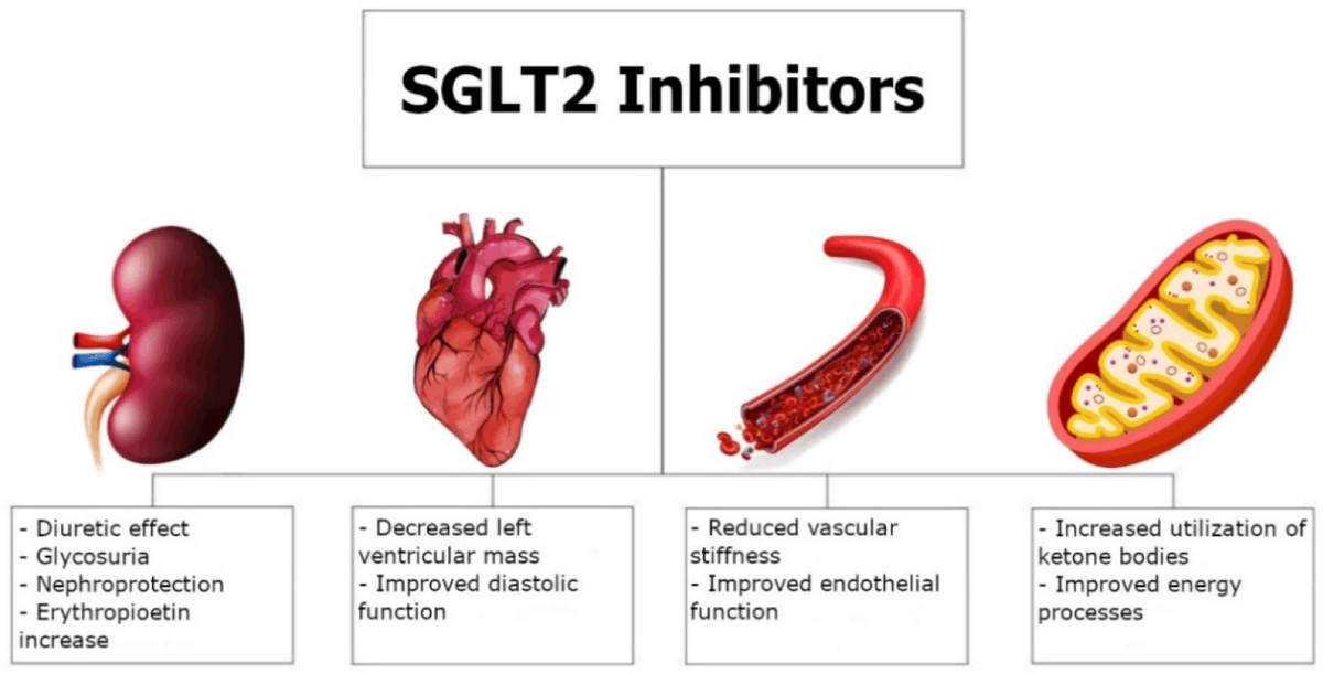 SGLT2 inhibitörleri yakın zamanlarda dahili tıbbın gördüğü en geniş kapsamlı devrimlerden. 
Bu ilaçları bilmemek modern pratiğin gerisinde kalmak demek.
Burada güncel ve concise bir review makalesi fulltext mevcut:
kireports.org/action/showPdf…