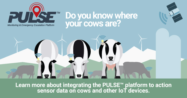 Dive into the future of precision farming with the #PULSE platform! Unlock the power of actionable insights from #SensorData on cows and other #IoT devices. Explore the possibilities on #FocusPointInternational's webpage at: focuspointintl.com/technology-sol…