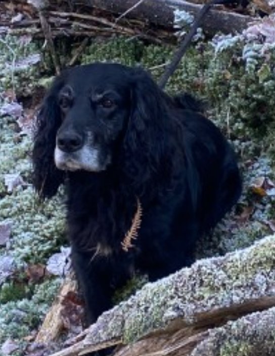 bs2510's tweet photo. #SpanielHour
Male #CockerSpaniel Older Adult Black Grey Muzzle Small bit of white on chest Microchipped

#Missing 14 Feb 2024 Legbourne Abbey Mill Lane #Legbourne #Louth LN11

https://t.co/fVg1MkX6eH https://t.co/llx10sZzc9