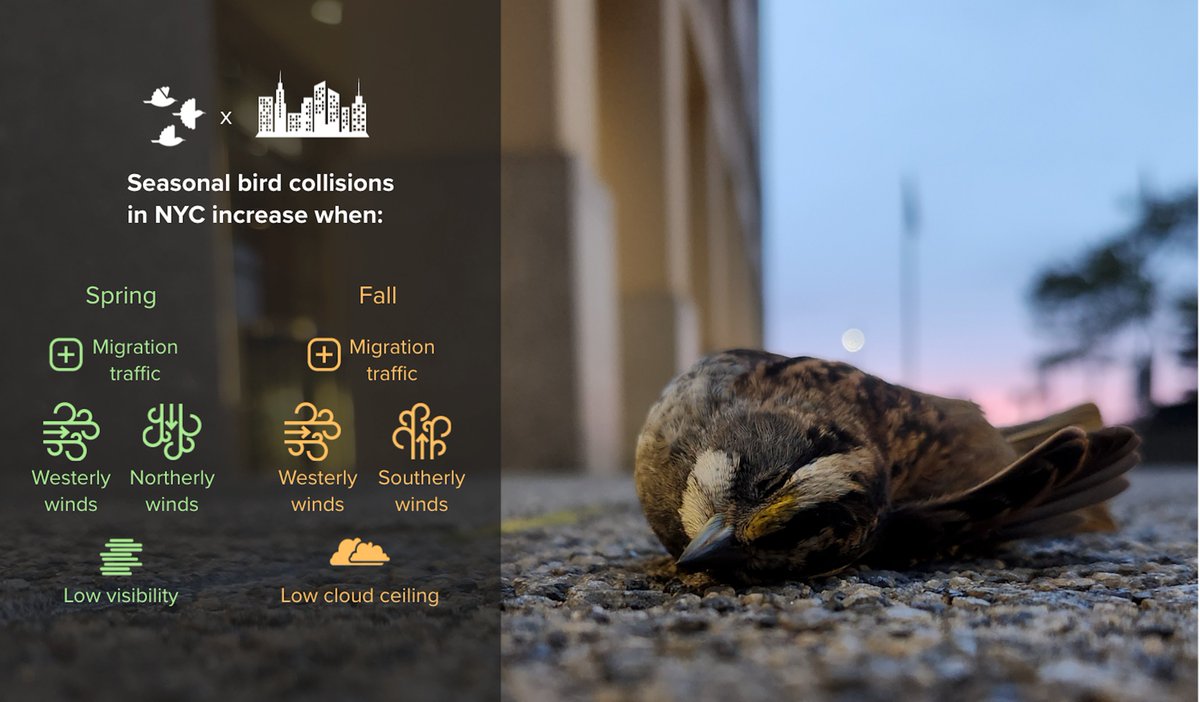 Dr Sara Kross tweet media