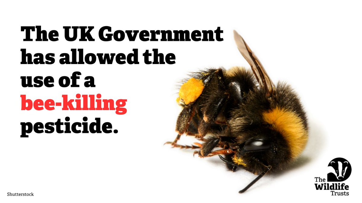Our wildlife is at risk. UK Government has approved the use of a deadly, bee-killing pesticide.

Why, when we owe so much to our pollinators, are they being put in danger?

Find out more and ask British Sugar to help farmers sell neonic-free sugar.👉 wtru.st/back-beet-farm…