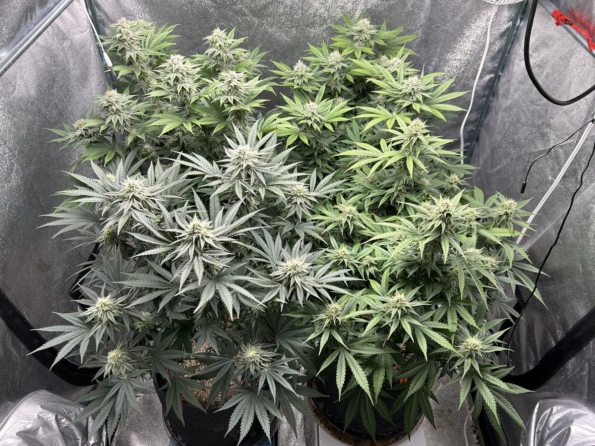 Week 5 of flowering
