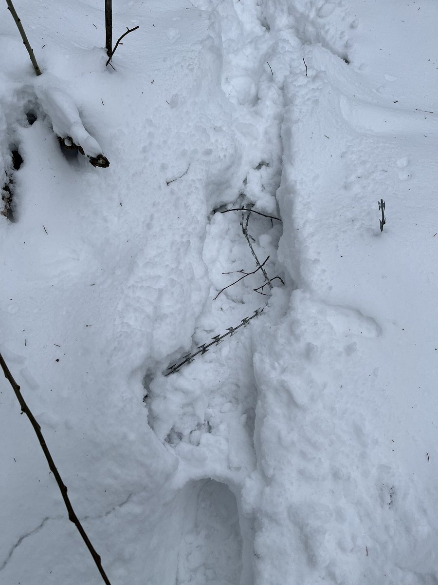 katzyna's tweet photo. I sure am tiring of nearly stepping on bits of razor wire in the forest. #BiałowieżaForest #BorderWalls #ecocide https://t.co/NLfS5l8r90