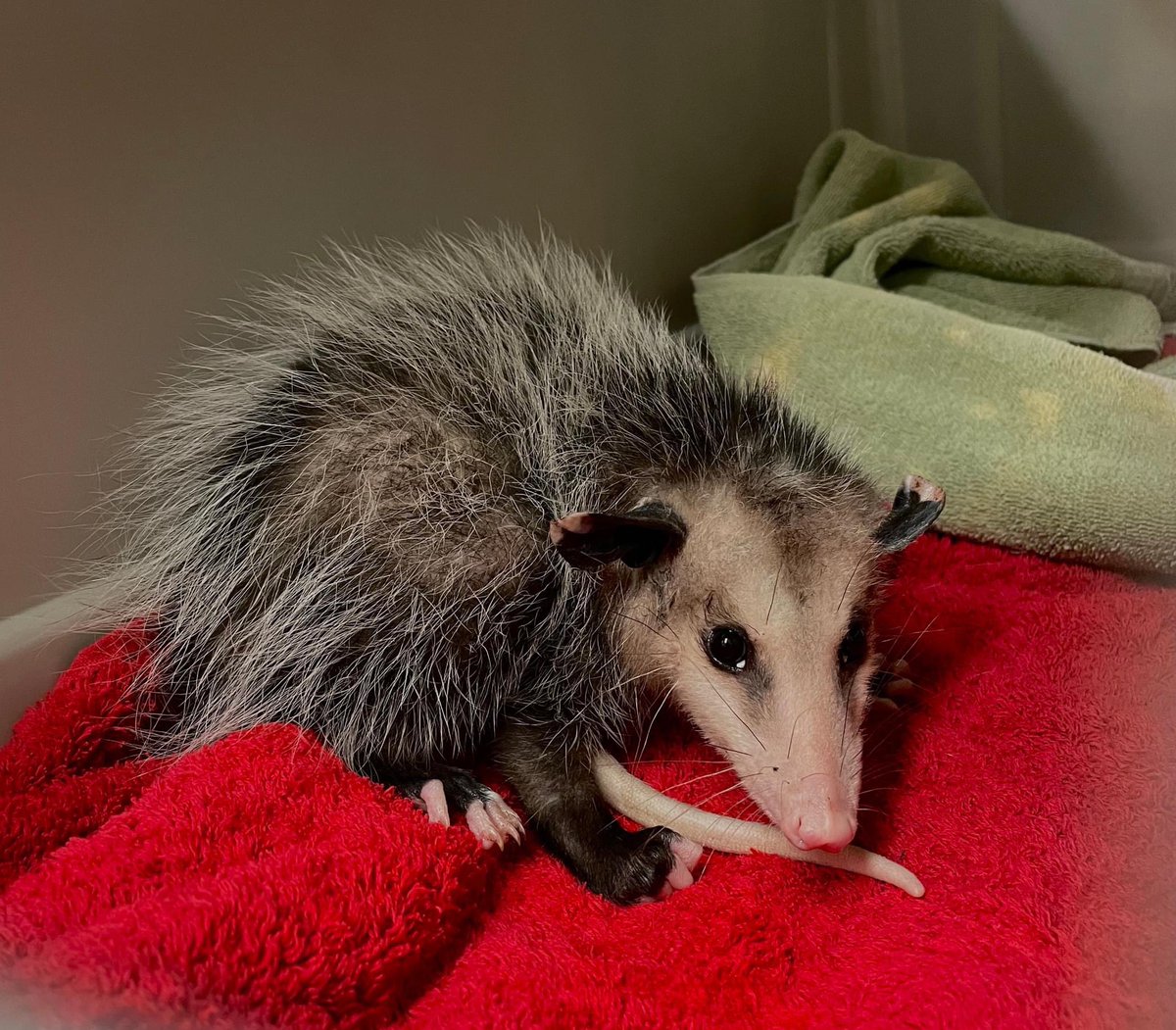 Recently a Virginia Opossum admitted to the Center tested positive for rabies after being trapped in a relatively busy area of Winchester, VA.

This case serves as a reminder that rabies is endemic in our area, &amp; that ALL mammals can get rabies.