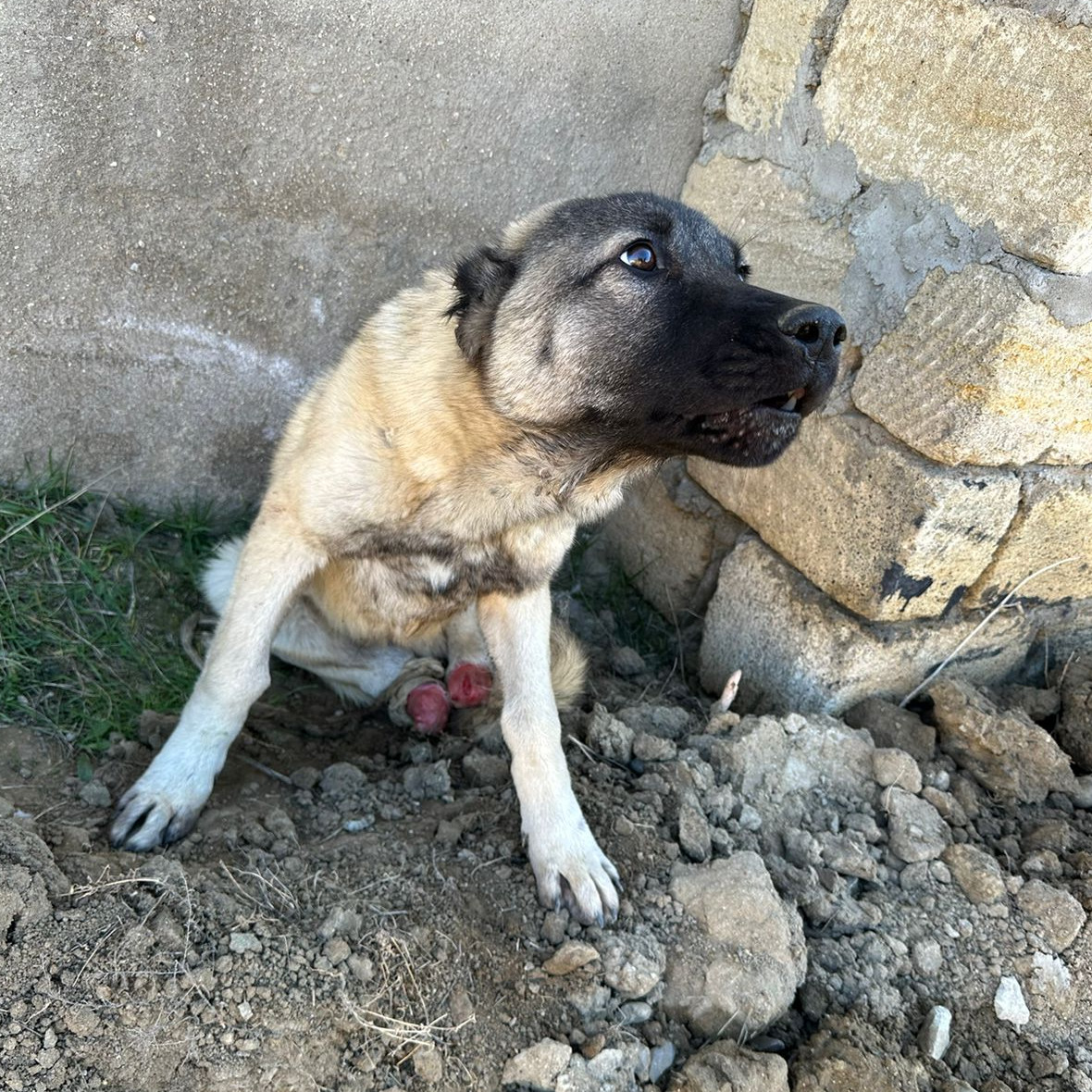 welovecuddly's tweet photo. What happened to Mario is beyond comprehension. How could anyone see this sweet boy and decide to chop off both of his legs? That's something we will never forgive...⁠
⁠
Please consider donating to his hospitalization and treatment: https://t.co/6MEYX1z5NT https://t.co/nGvw6MIIVe