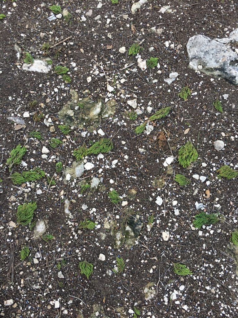 NaturalistStudy's tweet photo. These 'nips' of Ashe Juniper twigs are animal sign that is often found in dense thickets commonly referred to as 'cedar brakes.' Typically bitten off by rodent species, in this case likely a fox squirrel but could also be a porcupine. https://t.co/fXIX1UTLQZ